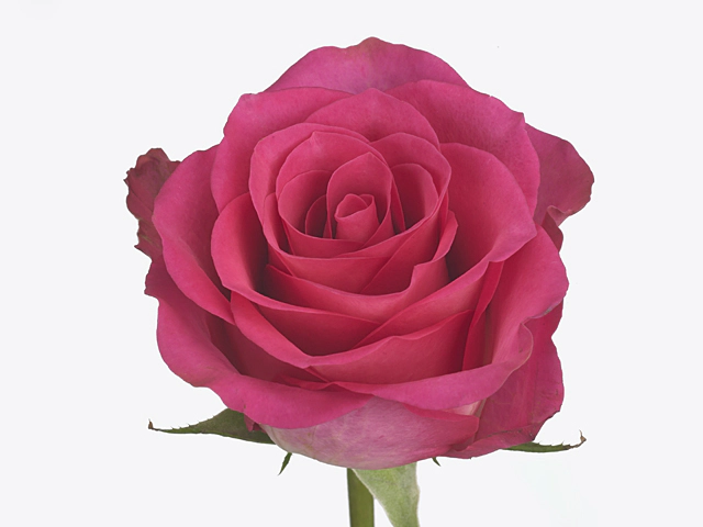 Роза крупноцветковая "Kreative Cerise 01"