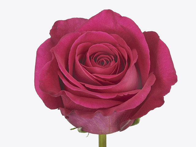 Роза крупноцветковая "Pink Floyd!"