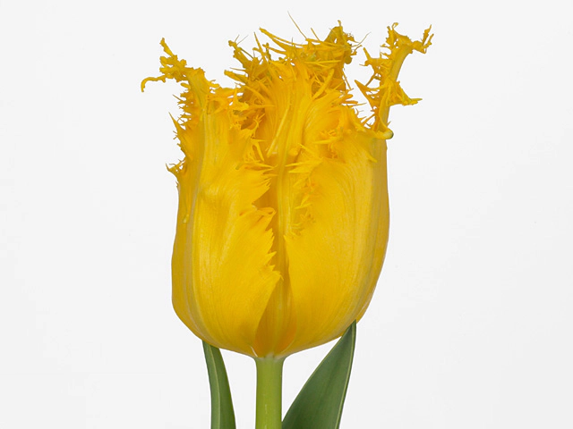 Тюльпан бахромчатый "Yellow Valery"