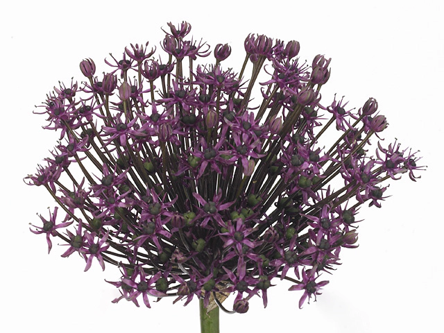 Allium atropurpureum 'Miami'