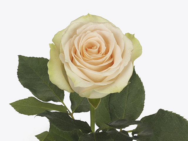 Роза крупноцветковая "Cream Dream"