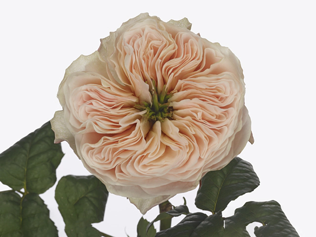 Роза крупноцветковая "Stanley Abbey"