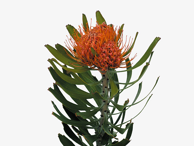 Leucospermum saxosum