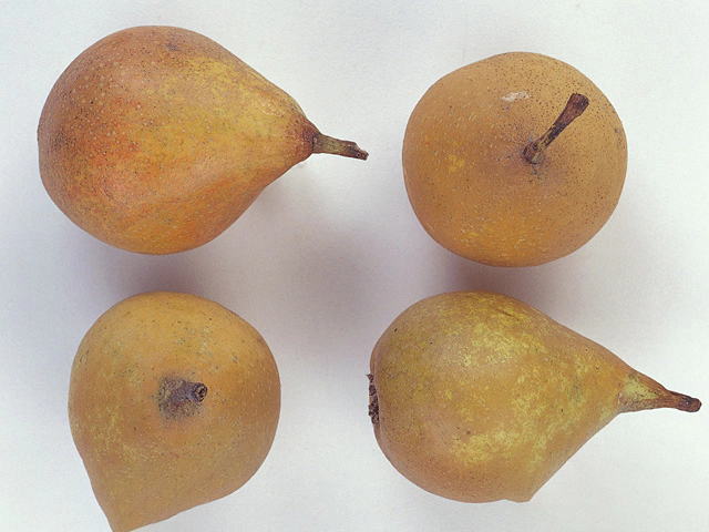 Ornamental fruits a piece Pyrus communis