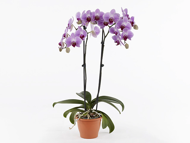 Phalaenopsis Floriclone Country Girl