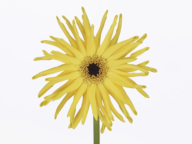 Gerbera large flowered curl-shaped Pastini Nicosia