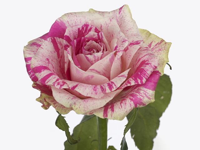 Роза крупноцветковая "Pink Storm!"