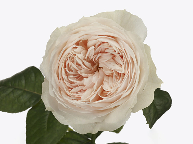 Rosa large flowered Emma Woodhouse