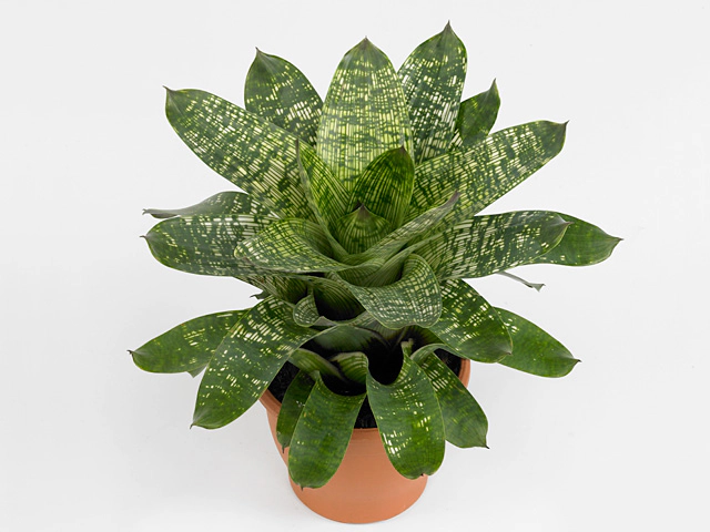 Vriesea gigantea var. seideliana 'Nova'