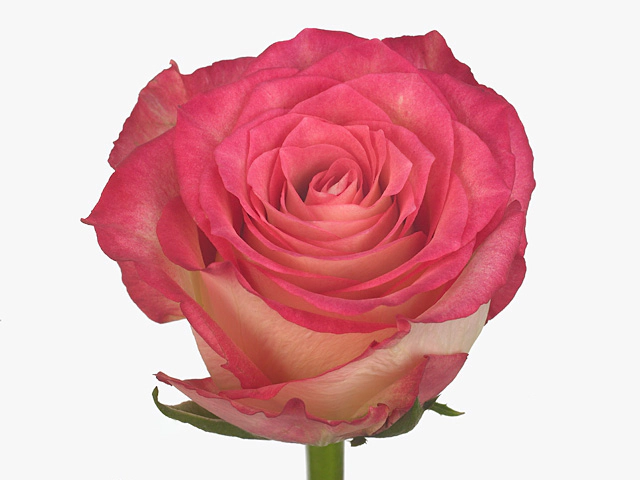 Роза крупноцветковая "Navarra"