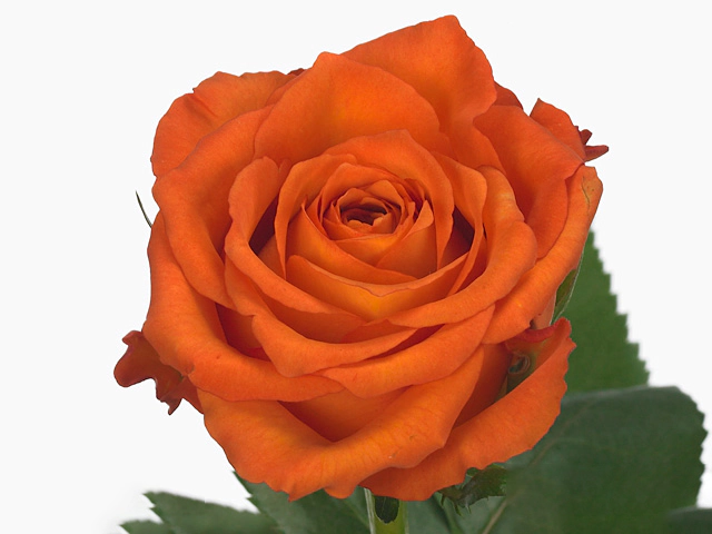 Роза крупноцветковая "Mpesa"