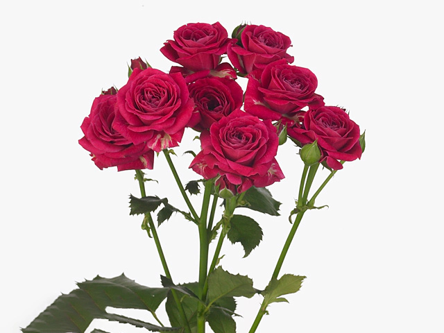 Роза спрей "Purple Bouquet"