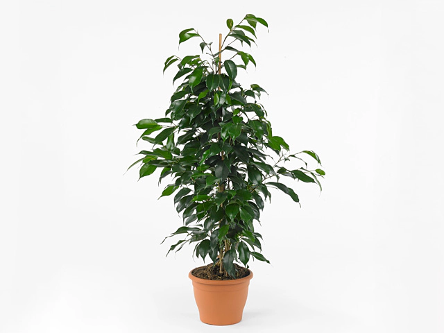 Ficus benjamina 'Danielle'