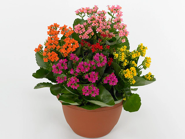 Kalanchoe blossfeldiana single mixed in pot