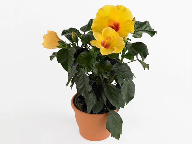 Hibiscus rosa-sinensis 'Athena'