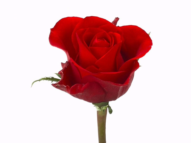 Роза крупноцветковая "Strawberry King"