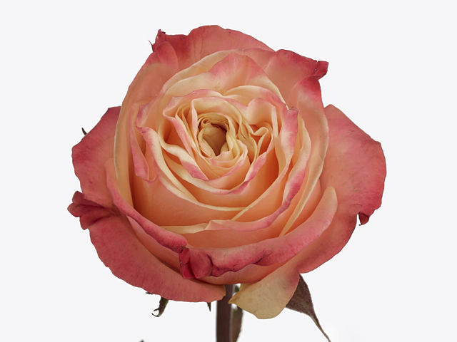 Роза крупноцветковая "Lovely Hearts"