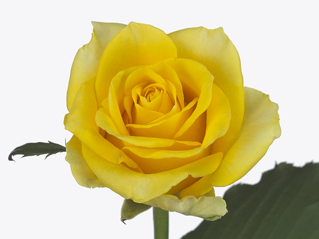 Роза крупноцветковая "Yellow Qualirosa"