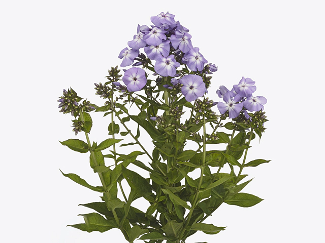 Phlox amplifolia Goliath