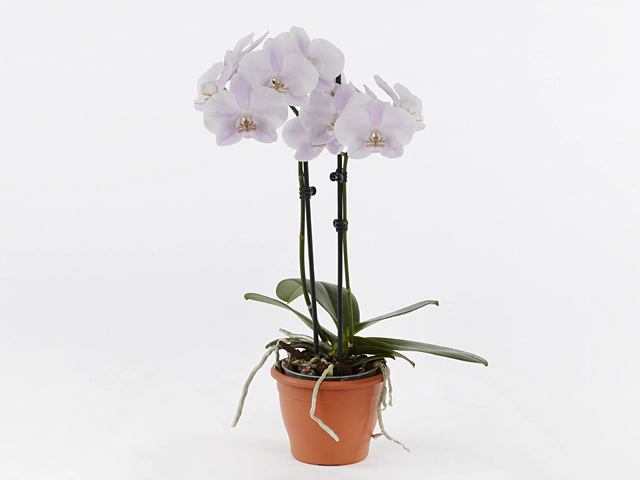 Phalaenopsis Floriclone Sweet Day