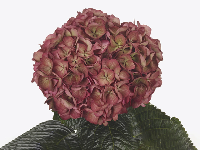 Hydrangea macrophylla My Beautiful Redfury (classic)