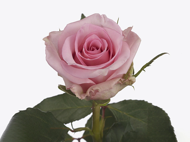Роза крупноцветковая "Jessika"