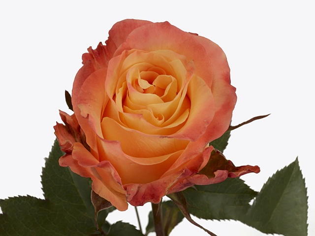 Роза крупноцветковая "Monalisa+"