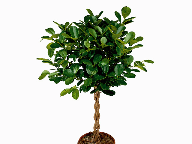 Ficus microcarpa 'Moclame'