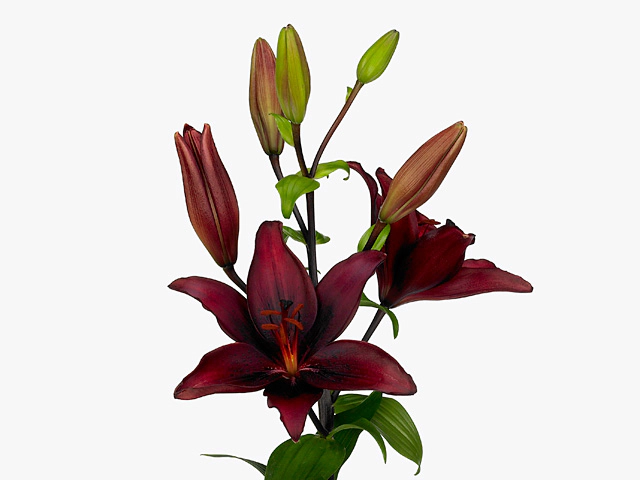 Lilium (Asiatic Grp) Black Mamba