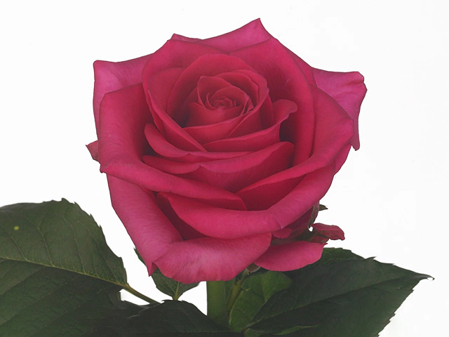 Rosa large flowered Karenza