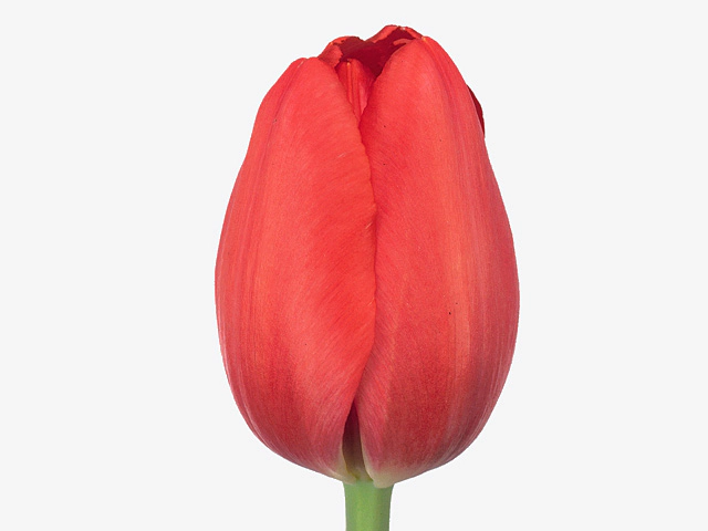 Тюльпан Триумф "Red Bull"