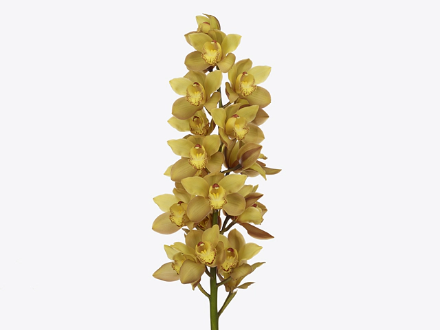 Cymbidium large flowered 'Gold'