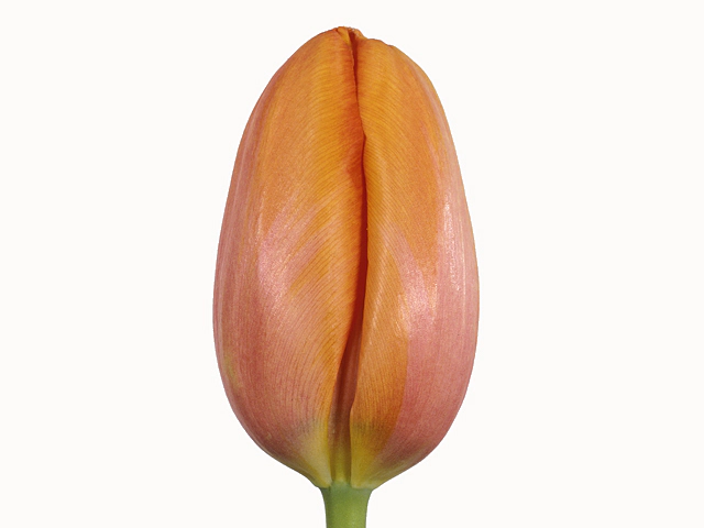 Tulipa (Single Late Grp) 'Avignon'