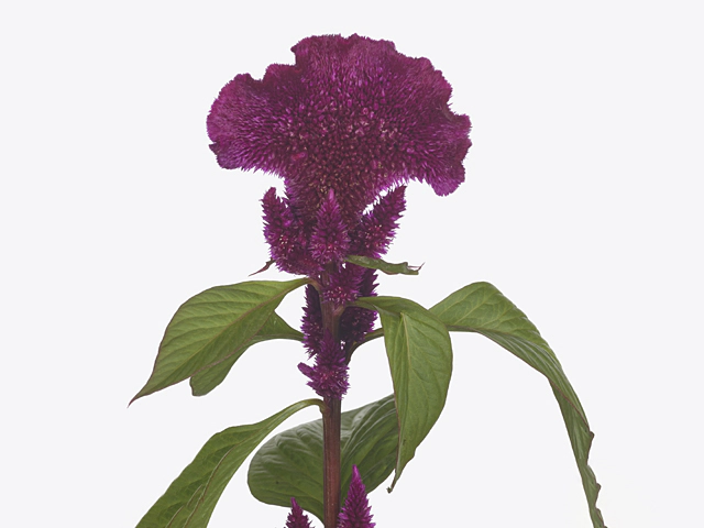 Celosia argentea (Cristata Grp) Purple Jack