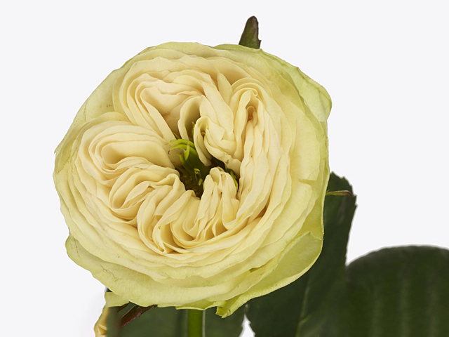 Роза крупноцветковая "Flipflop"