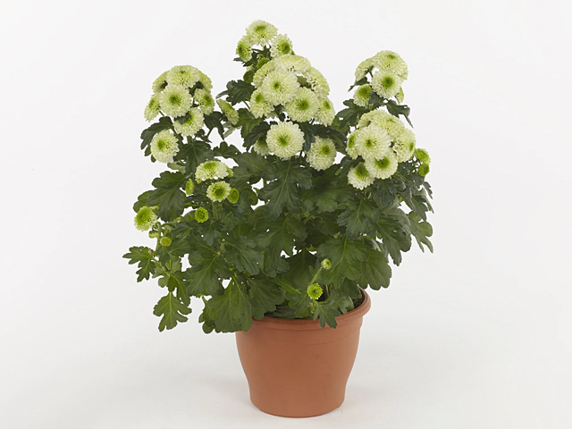 Chrysanthemum (Indicum Grp) Snoopy Lime