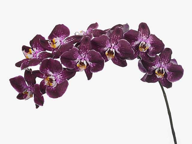Phalaenopsis per flower 'Margarita'