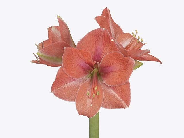 Hippeastrum (Galaxy Grp) 'Suze'