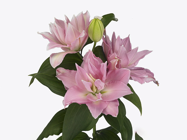 Lilium (Oriental Grp) double Roselily Editha