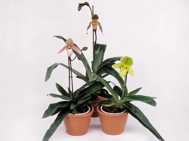 Paphiopedilum Multiflower mixed