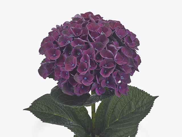 Hydrangea macrophylla Magical Mistral (purple)