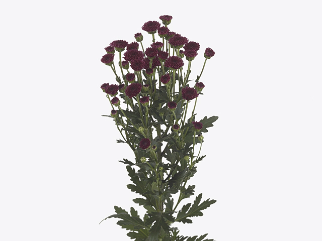 Chrysanthemum (Indicum Grp) spray santini Madiba Purple Tyolo