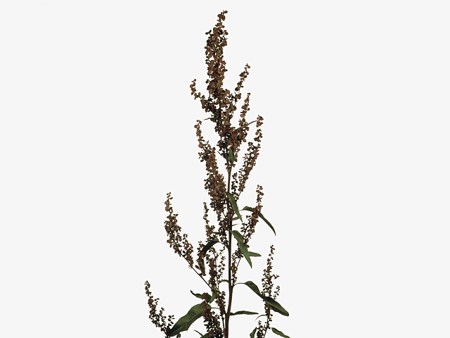 Atriplex