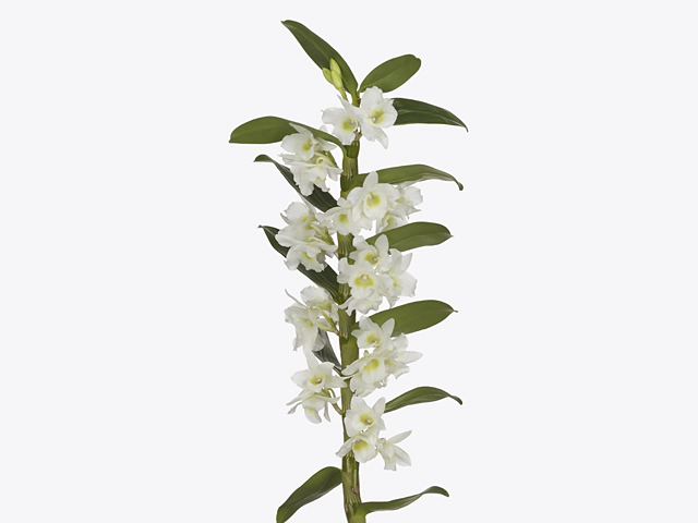 Dendrobium nobile 'Apollon'