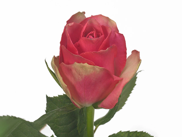 Rosa large flowered Bellissima