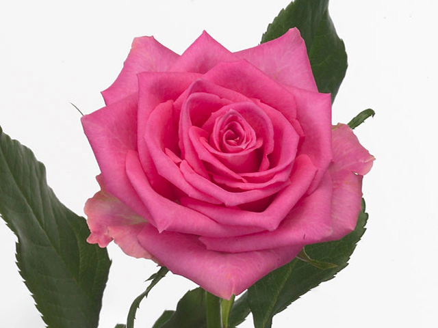 Rosa small flowered Ti Sento