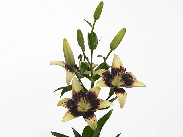 Lilium (Asiatic Grp) Tango Lily Heart Balance