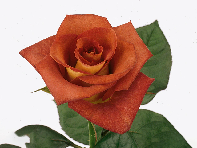Rosa large flowered Leonidas