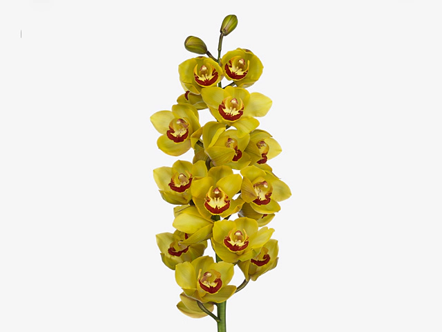 Cymbidium large flowered Honey Harvest 'Goldstar'