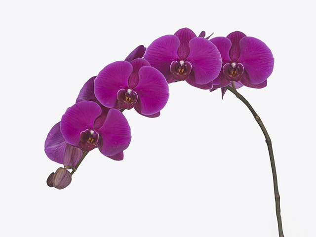 Phalaenopsis per branch Red Robe